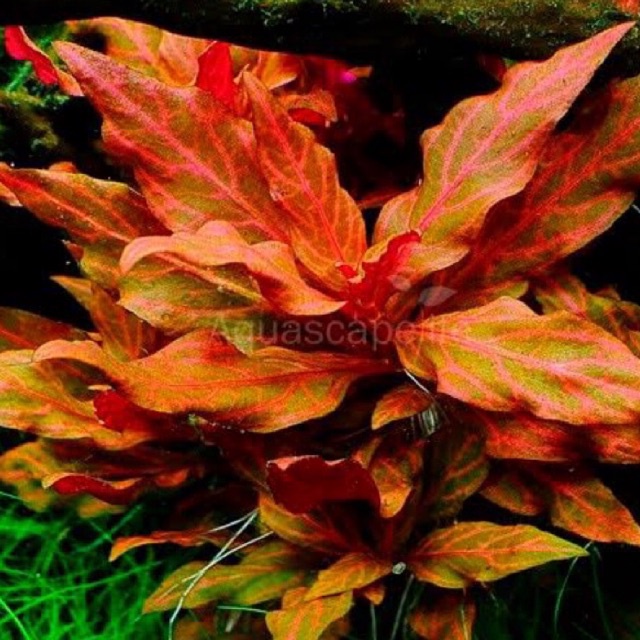 Alternanthera reineckii rosanervig - Tanaman Aquascape Tumbuhan Air Hidup Hiasan Rumput Aquarium