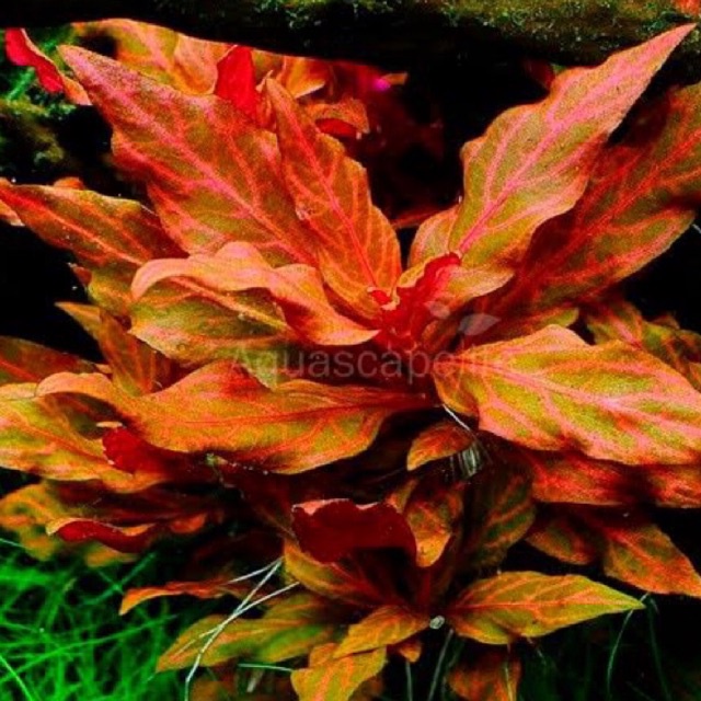 Alternanthera reineckii rosanervig - tanaman aquascape