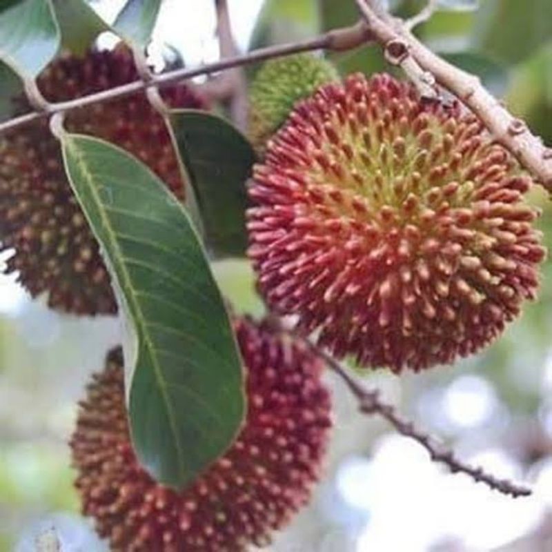 Bibit Rambutan Rapiah Siap Berbuah