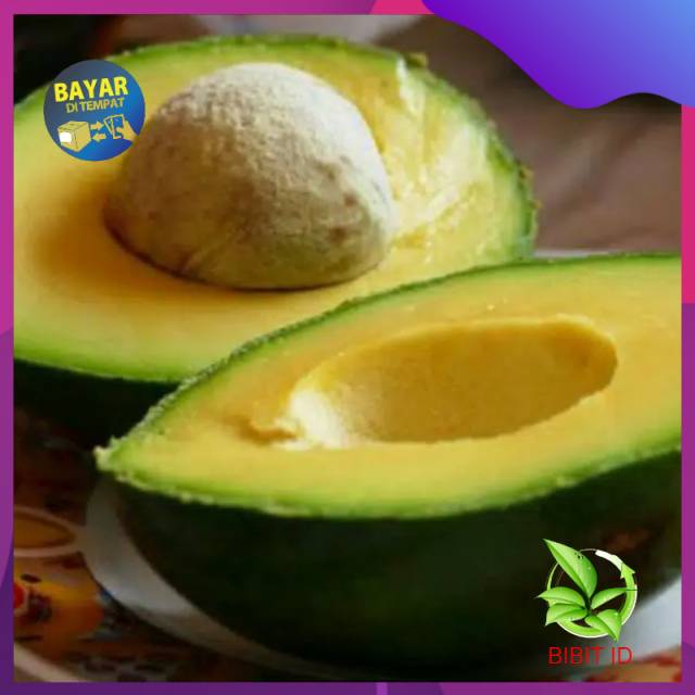 Bibit alpukat  miki asli unggul/alpukat mentega miki asli