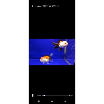 ikan goldfish murahhhhh