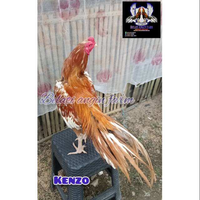 Telur ayam bangkok ekor lidi