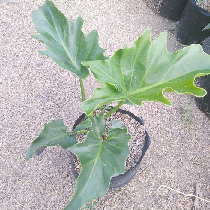 Tanaman Philodendron/Jendron/Dendron
