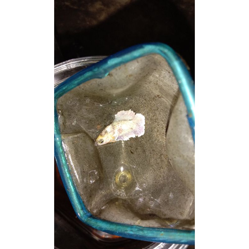 dumbo yellow soff double tail