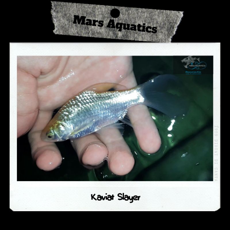Hiasan Aquarium Ikan Kaviat Slayer High Quality Mars Aquatics