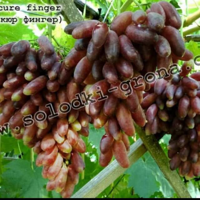 Bibit Anggur Import MANICUR Grafting