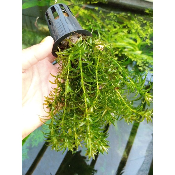 elodeadensa/ganggang air/egeria densa