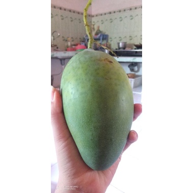 

Buah Mangga