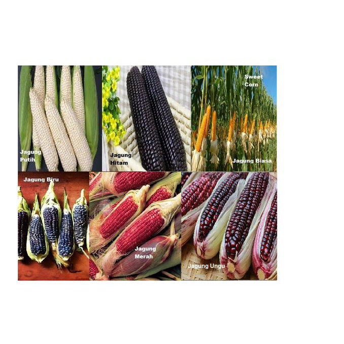 21+ Gambar Jagung Hitam Putih - Cari Gambar Keren HD