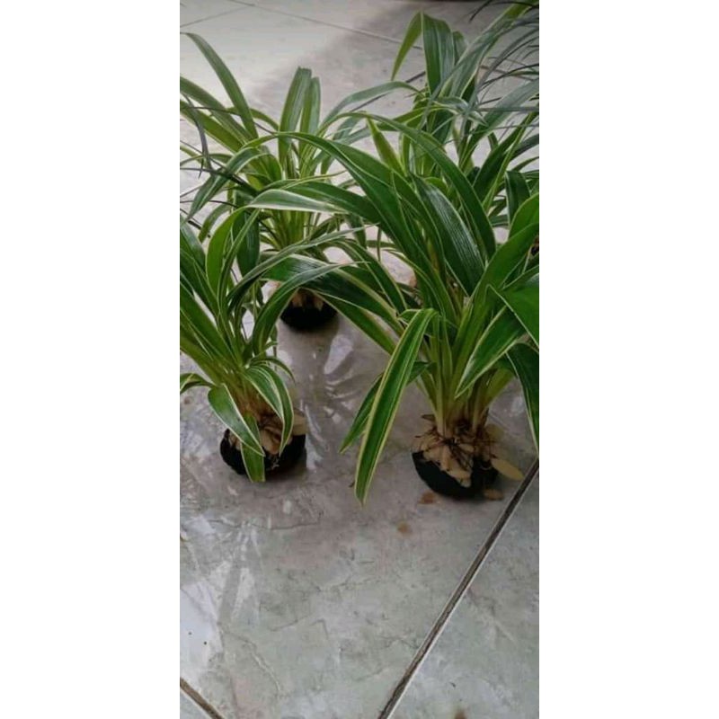 Roropitu media wabikusa