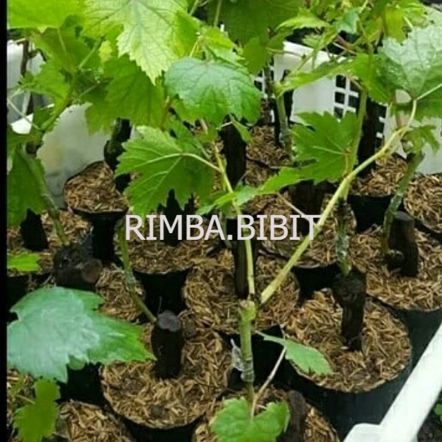 bibit buah anggur jupiter