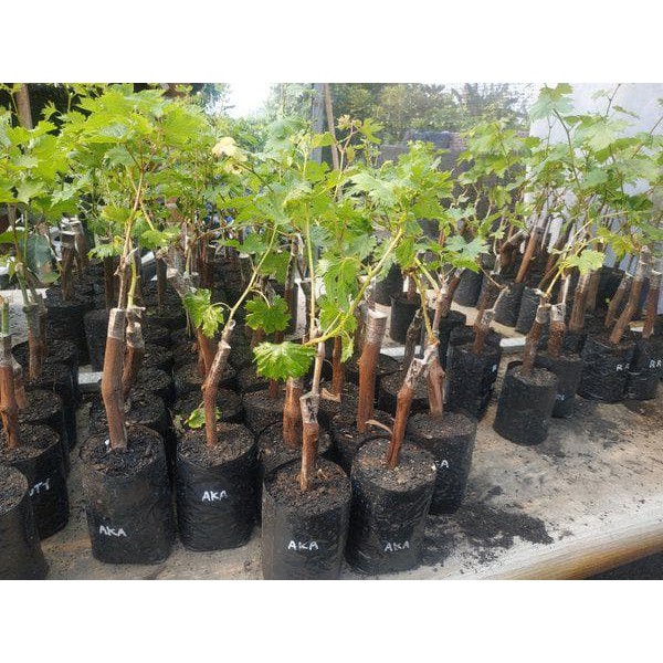 Bibit anggur import autumn royal hasil grafting