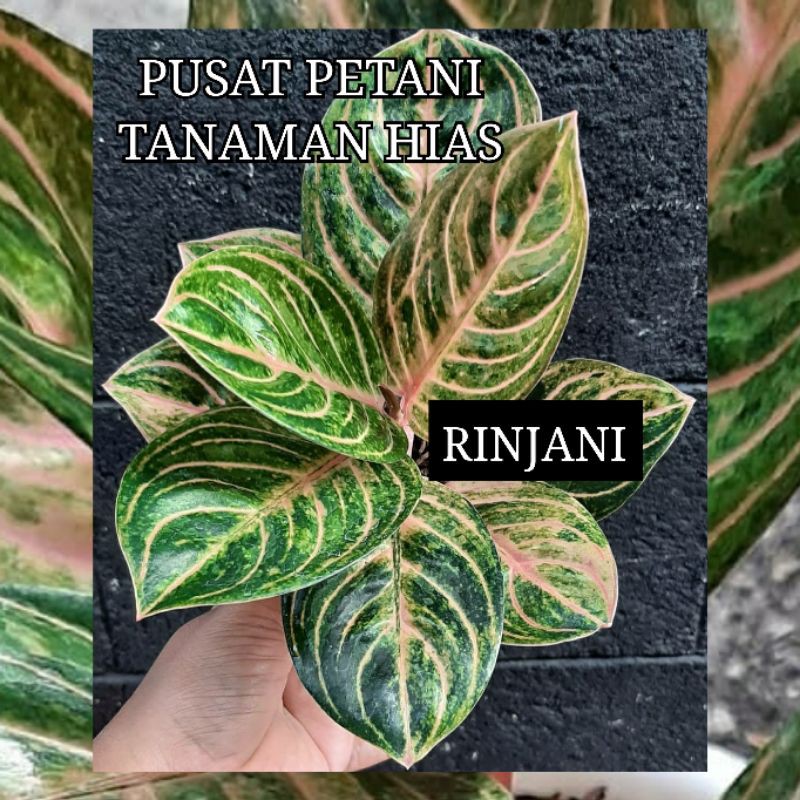 Bibit aglonema bonggol Rinjani