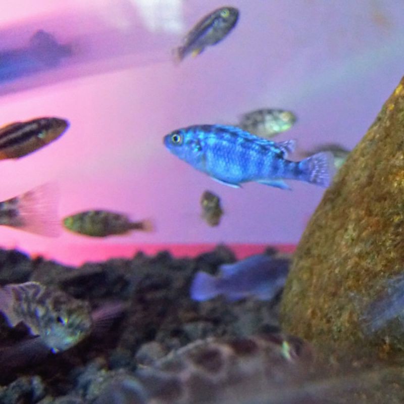 lambordi / Lombardi / kenyi cichlid Afrika mbuna