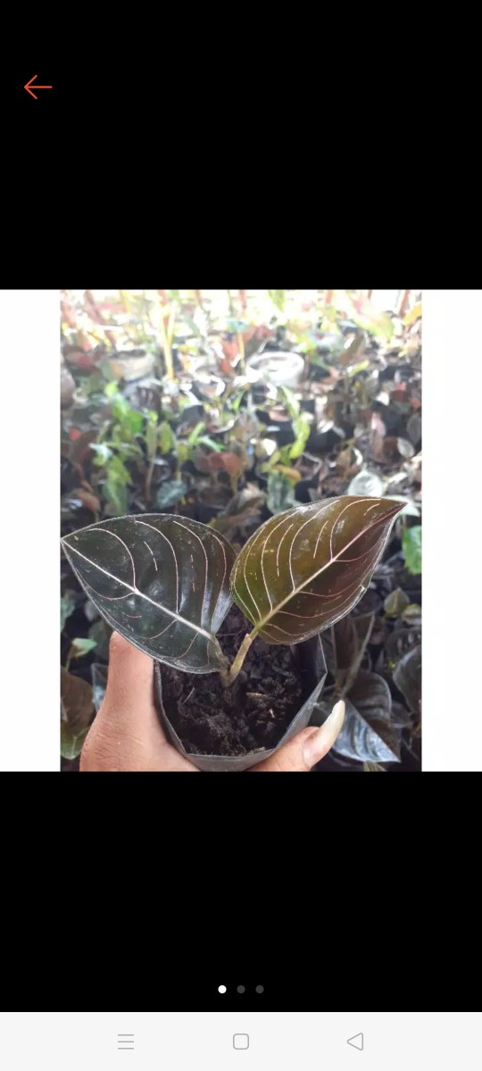 Homalomena Skindaus