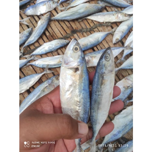 

ikan asin peda putih / Banyar/ Banjar kualitas premium 500gr