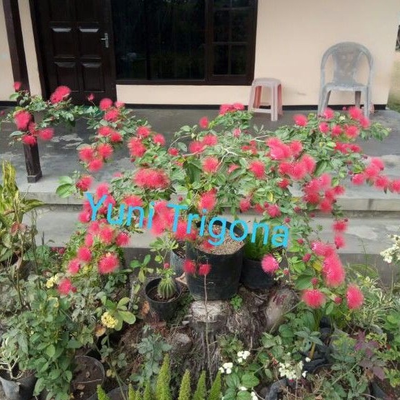 Kaliandra luciana Besar kesukaan klanceng 50cm