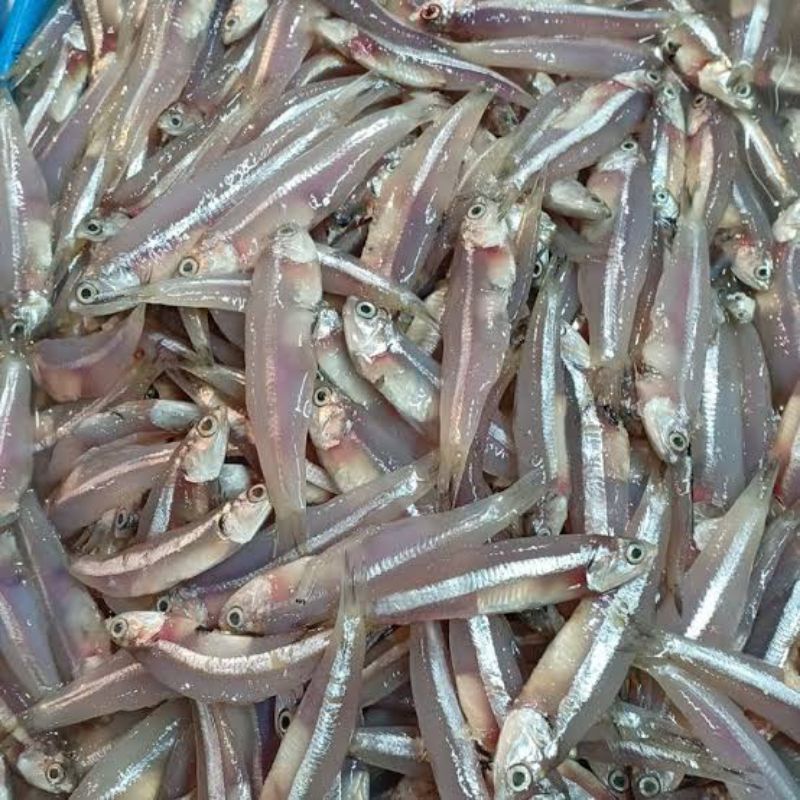 Ikan teri basah teri wader segar 500 gram - 1kg fresh Surabaya