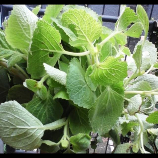 

Sayur bangun bangun 1 kg