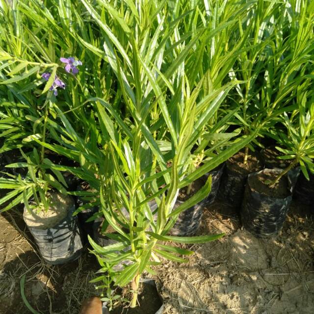 bibit bunga lavender