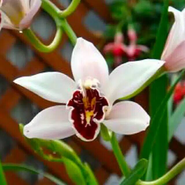 Tanaman Anggrek Cymbidium Putih Lidah Merah