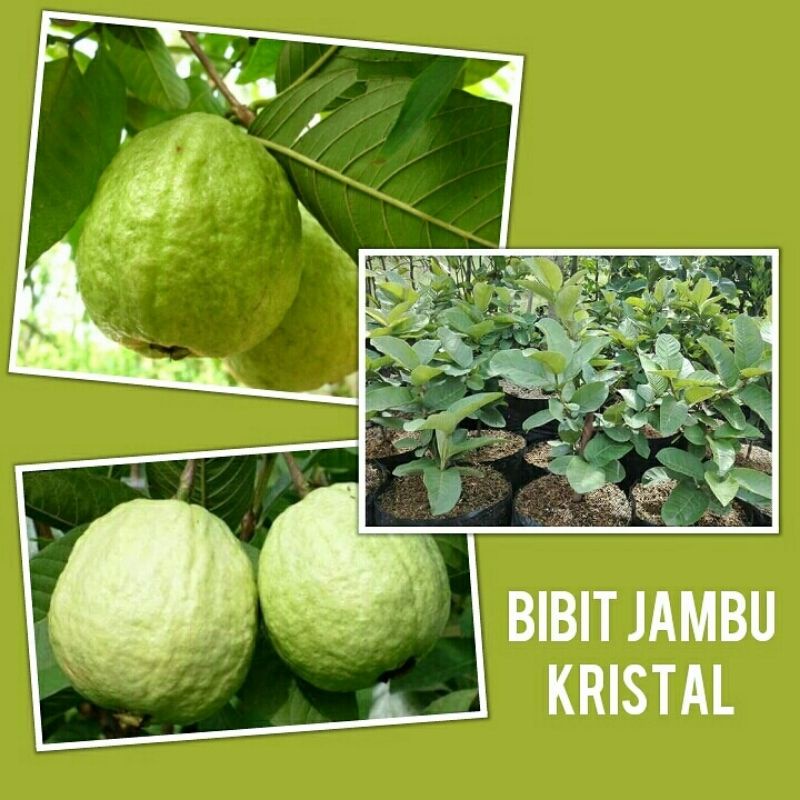 Bibit jambu kristal putih tanpa biji bisa cod
