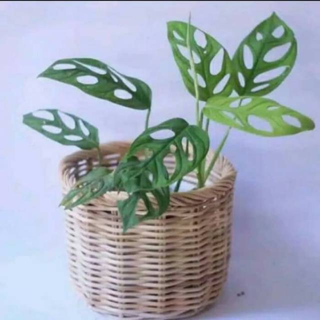 Monstera obliqua monstera janda bolong varigata  - RTS