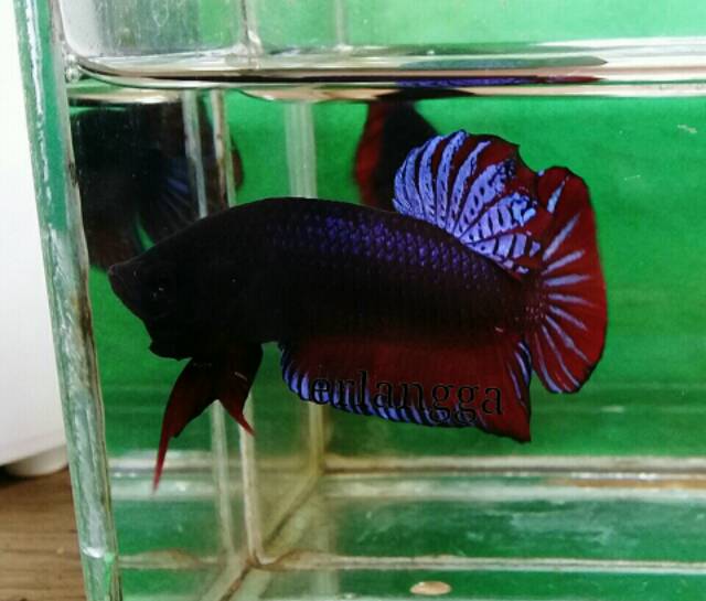 Ikan Cupang Aduan Juara Original Import Vietnam Hiasan Aquarium Aquascape Bukan Cupang Hias Shopee Indonesia