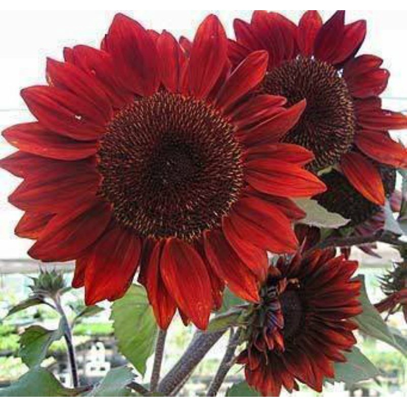 benih bunga MATAHARI MERAH RED VELVET QWEEN isi 1 biji