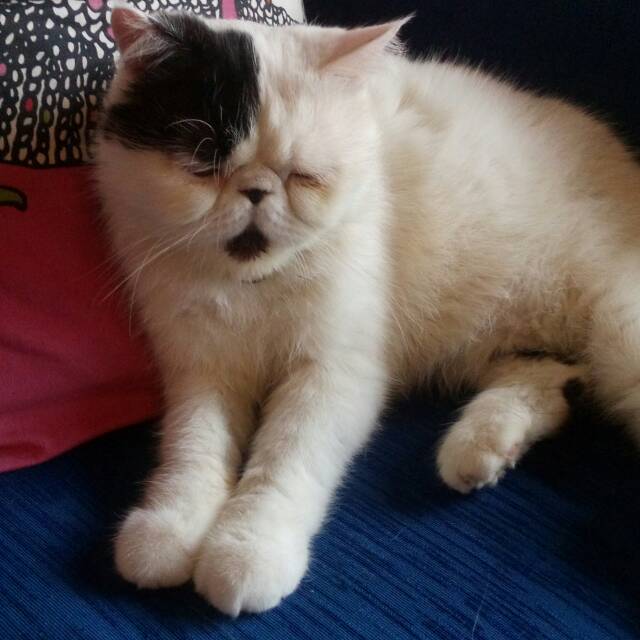 vithaviar