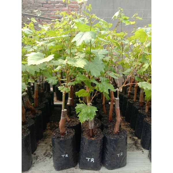 Bibit anggur Import transfiguration / transfigurasi Grafting / bibit anggur import