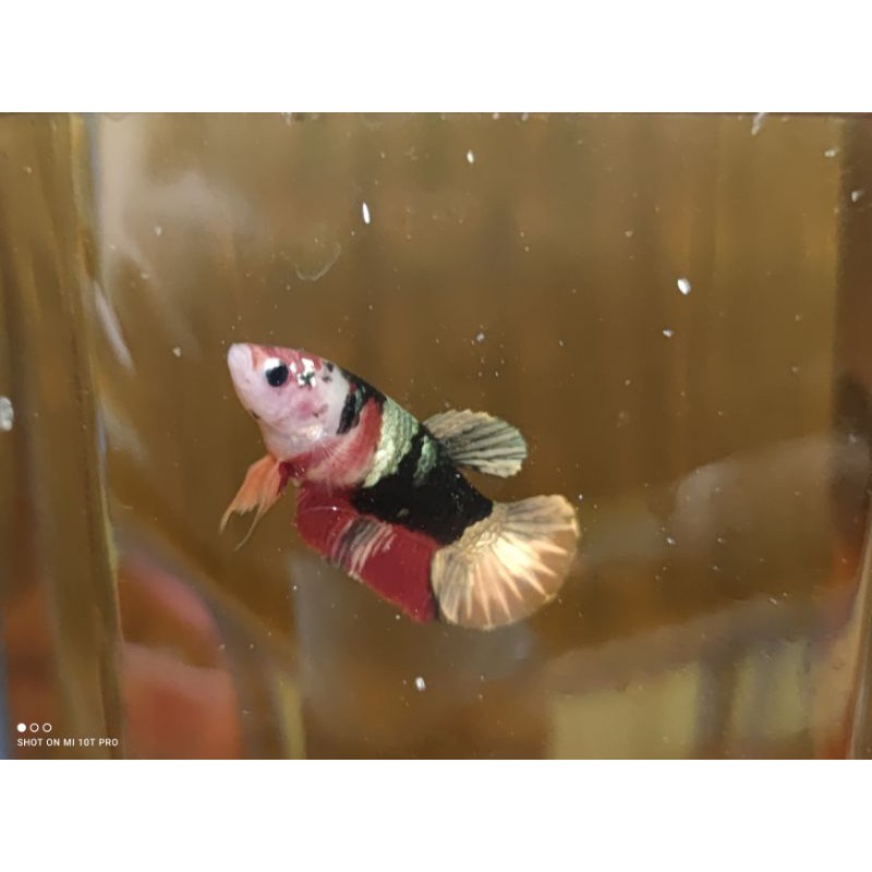 koi copper Gold
