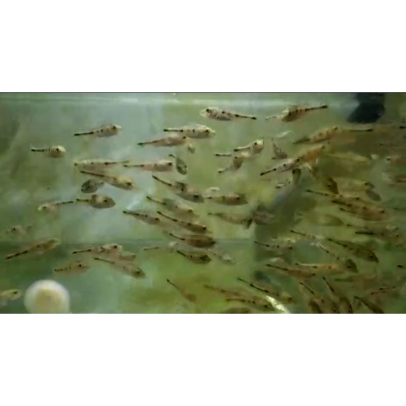 Baby pbass mono 4cm-4,5cm murmer