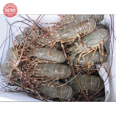 

Lobster Laut 1Kg // Size 6-8Ekor/1Kg