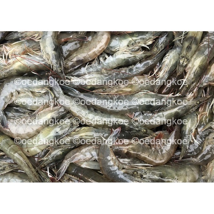 

Udang SEGAR tanpa PENGAWET FORMALIN dll TERJANGKAU