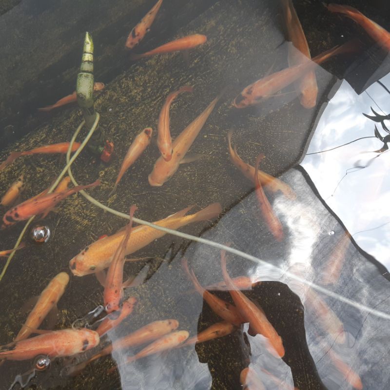 Ikan Nila Merah Super uk.18-20 cm siap jadi indukan