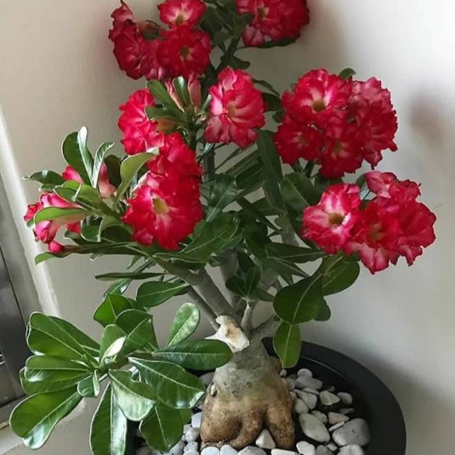 Bibit tanaman hias adenium bunga merah - tanaman hias adenium - adenium