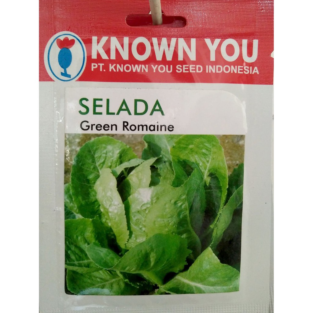 Promo Benih Bibit Lettuce Green Romaine - Selada - KYS Limited