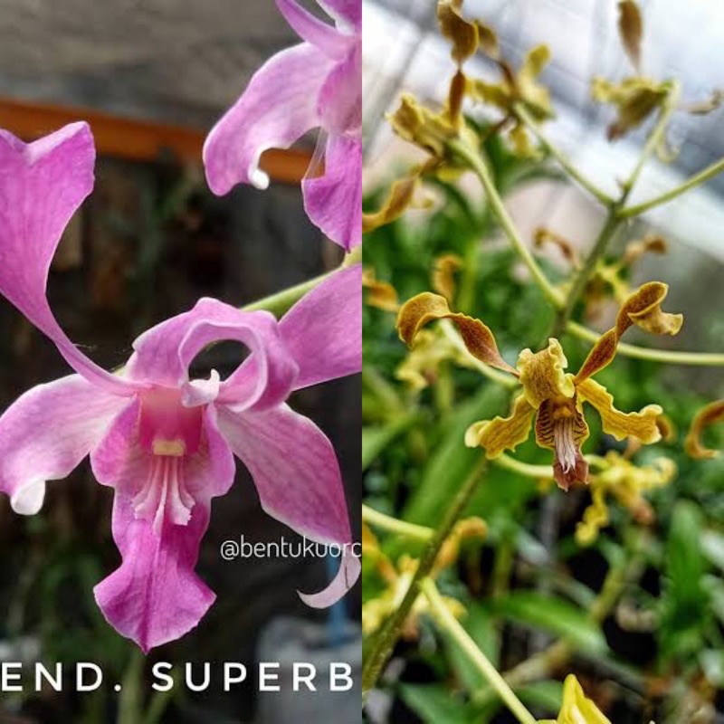 Dendrobium superbiens x kakela