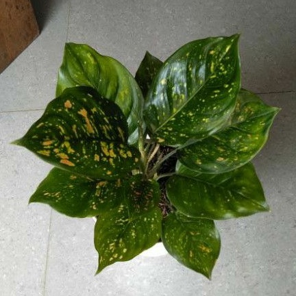 aglonema ruby ciangmay