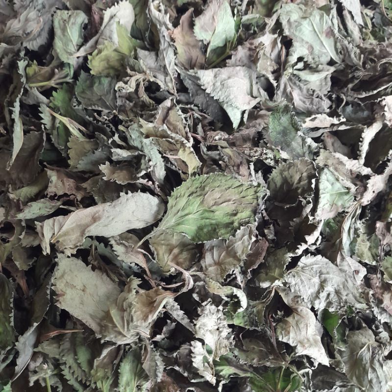 

Daun pecut kuda kering atou Daun jarong kering atou daun pecut kuda kering per 100 grm