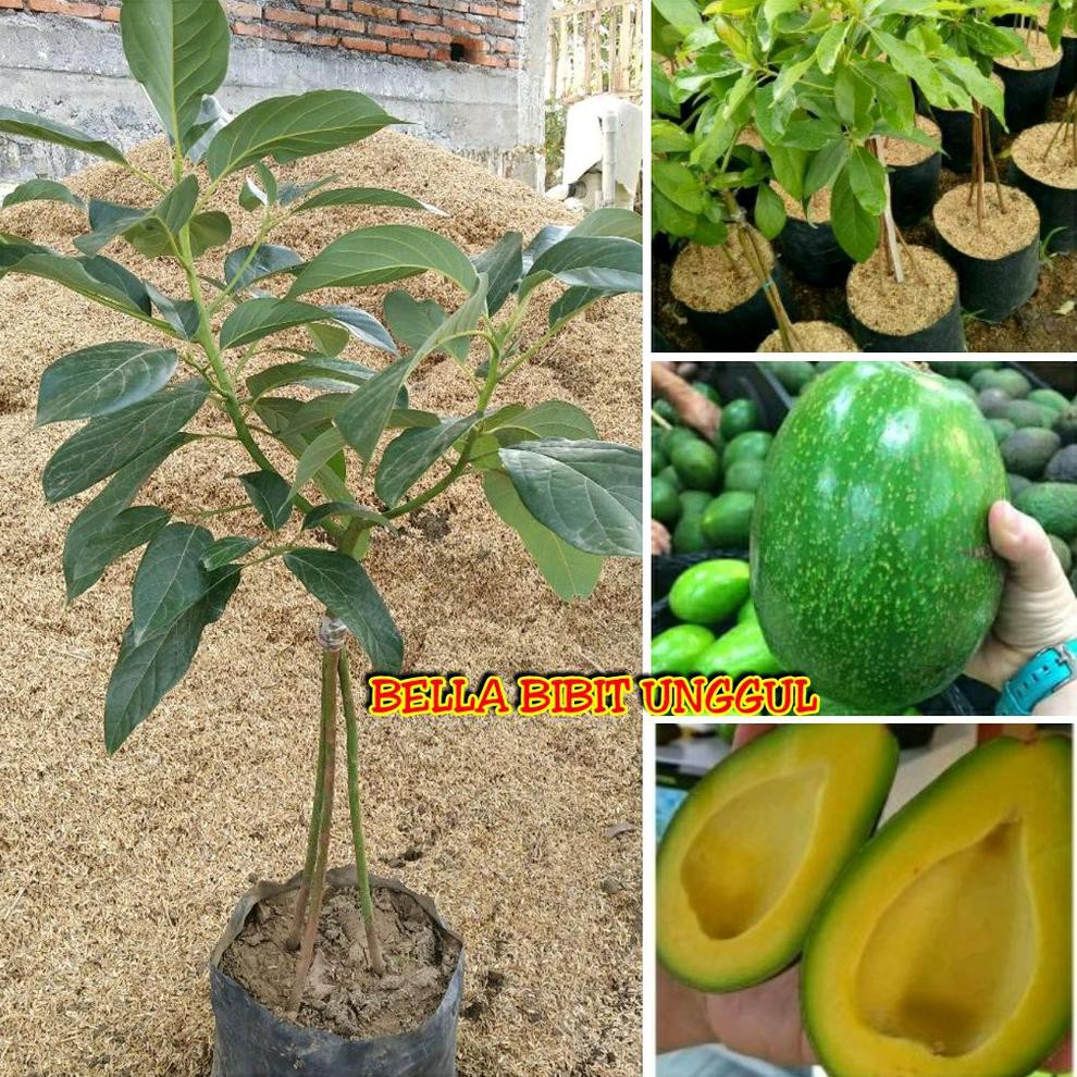 #AS_ BIBIT BUAH ALPUKAT MENTEGA JUMBO KAKI 3 SUPER #_*