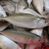 

Ikan Kembung Banjar