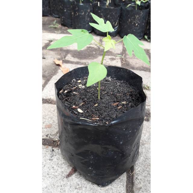 Bibit Pepaya California super