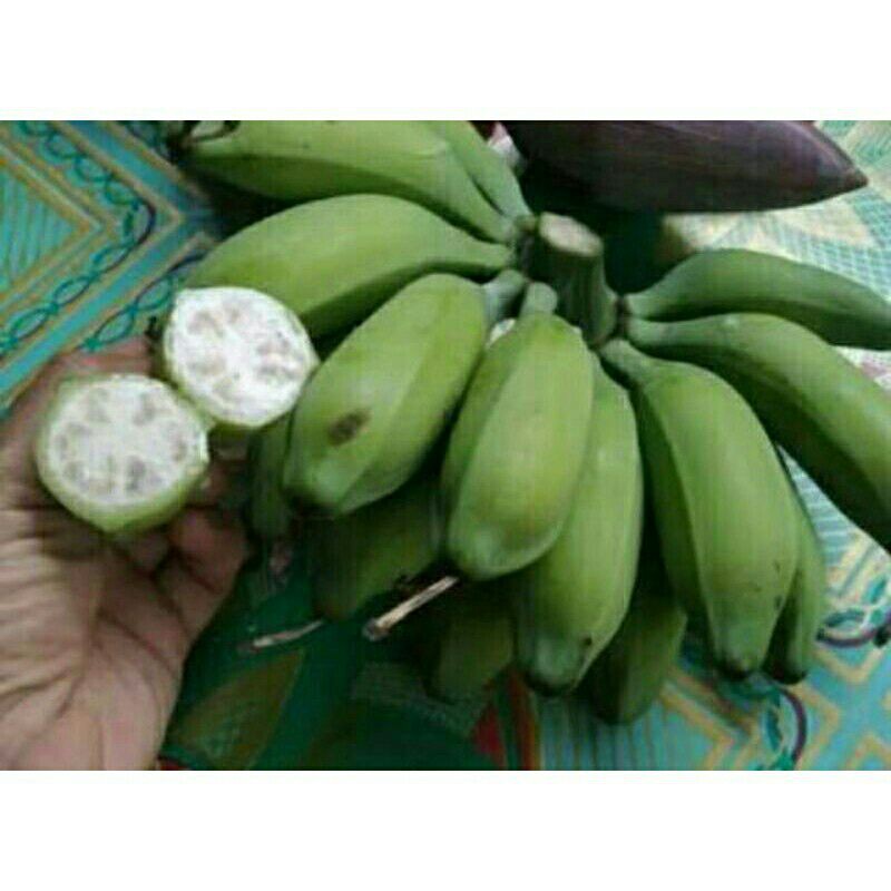 

pisang biji kondisi muda segar 500 gram