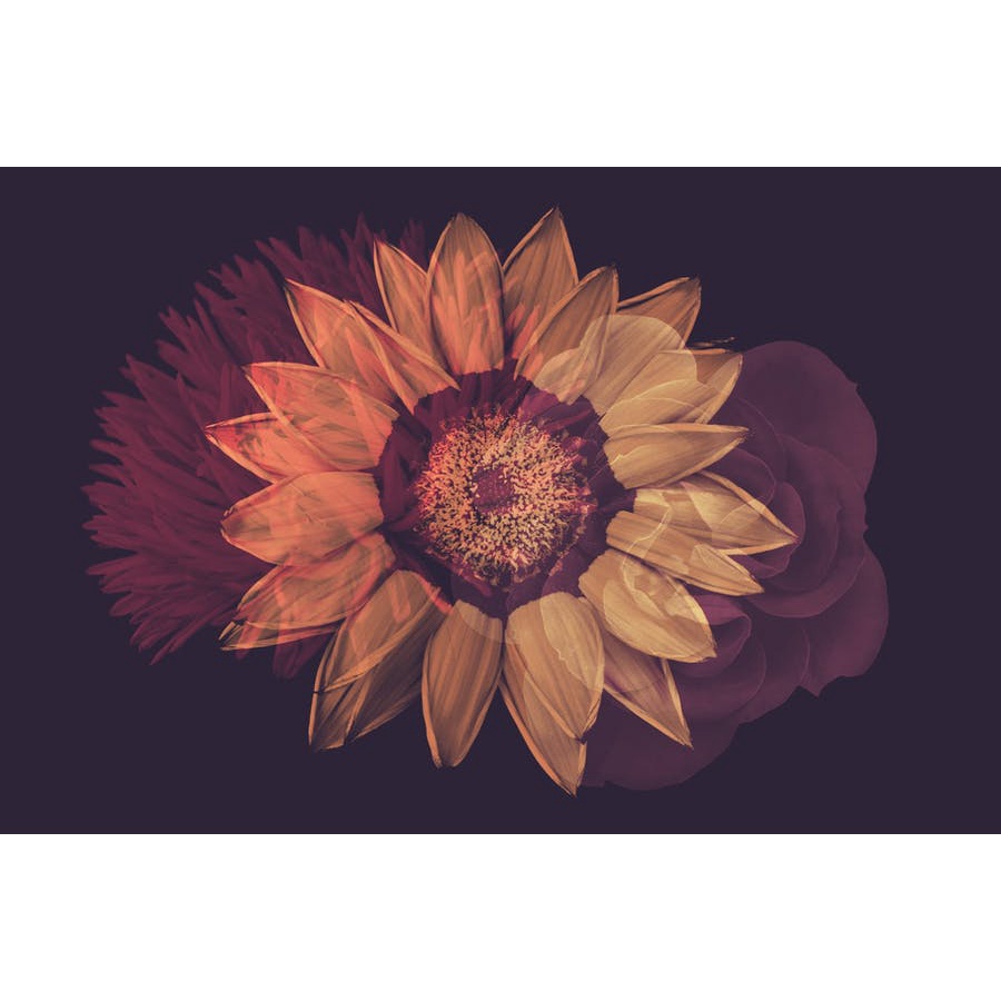 Elegant Flower Brushes  - Photoshop