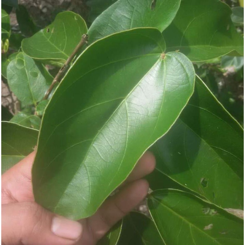 

daun cincau hijau 500grm