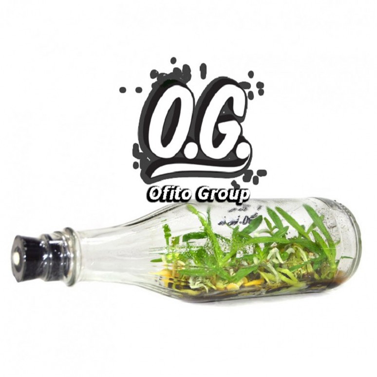 Tanaman Hias - Anggrek Dendrobium Dalam Botol