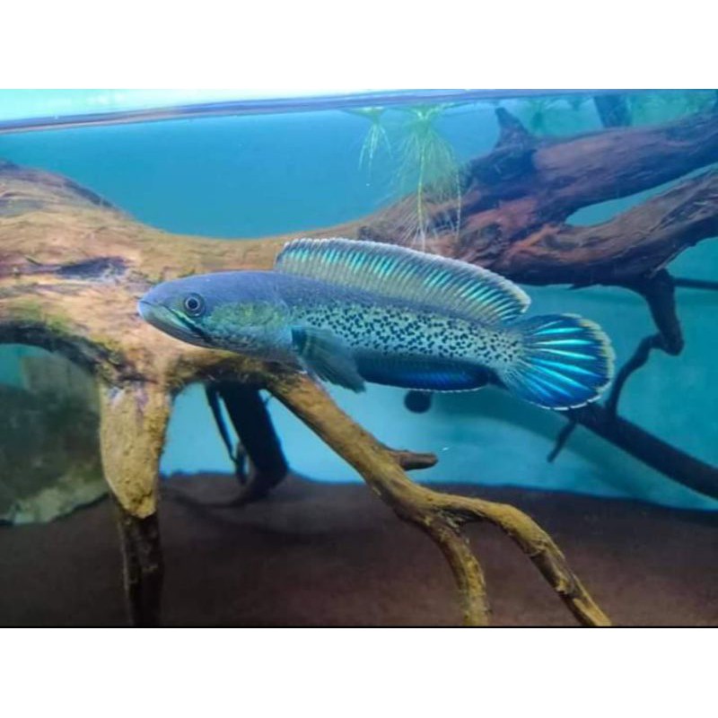 baby stewarti karbialong 2-3cm