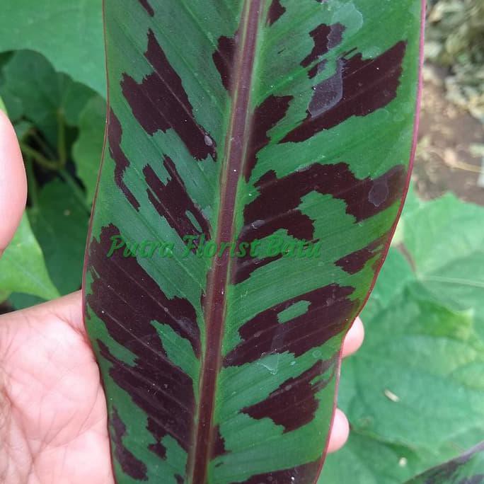 kw a Bibit Tanaman Pisang Merah Sumatra pnp